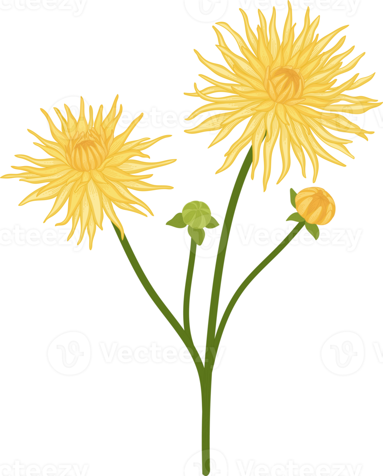 Yellow dahlia flower hand drawn illustration. png