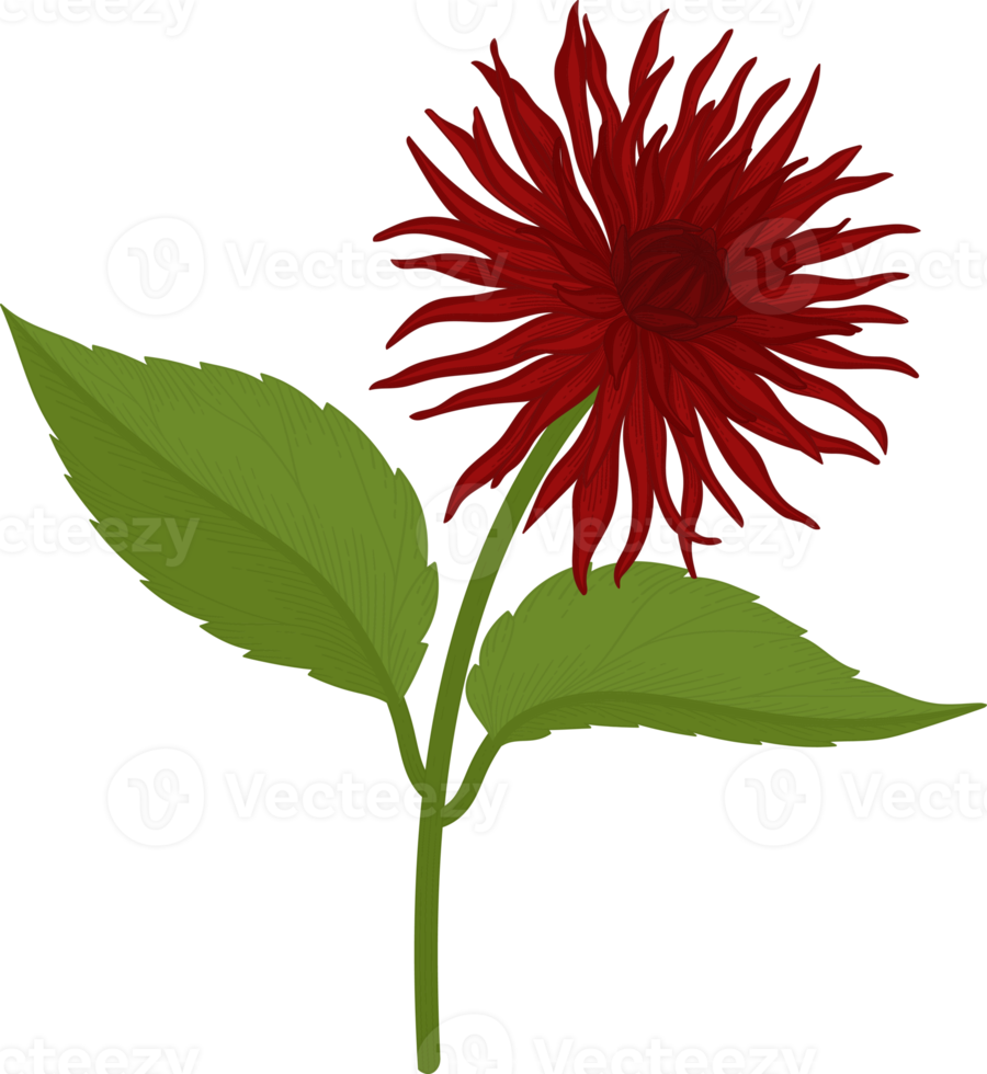 Red dahlia flower hand drawn illustration. png