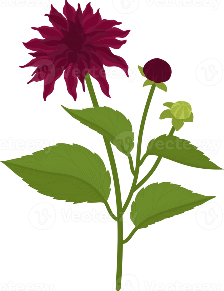 Dark pink dahlia flower hand drawn illustration. png