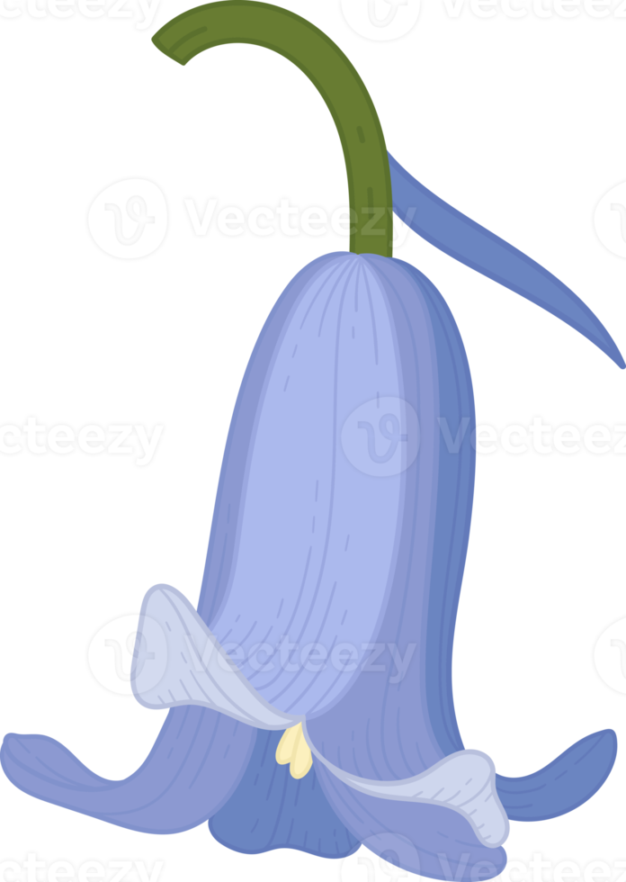 Bluebell flower hand drawn illustration. png