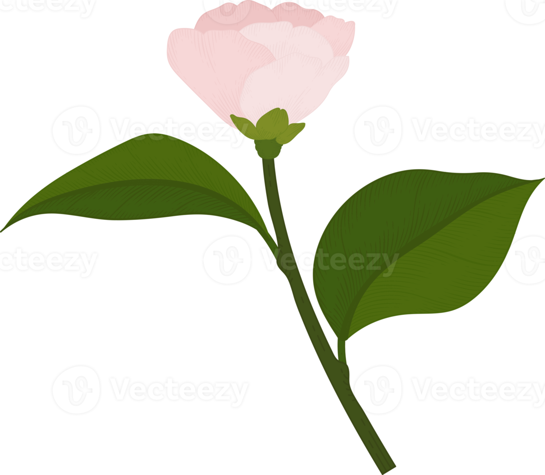 rosa camellia blomma handritad illustration. png