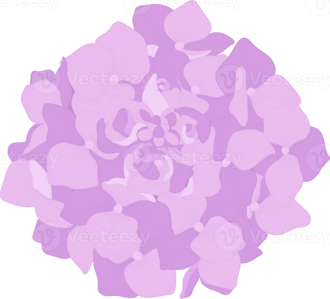 illustration de fleur d'hortensia rose. png
