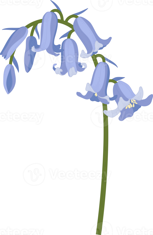 Bluebell flower hand drawn illustration. png