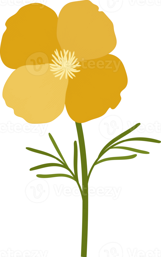 Yellow california poppy flower hand drawn illustration. png