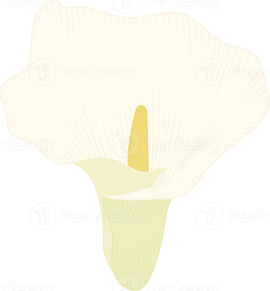 illustration dessinée à la main de fleur de lys calla blanc. png