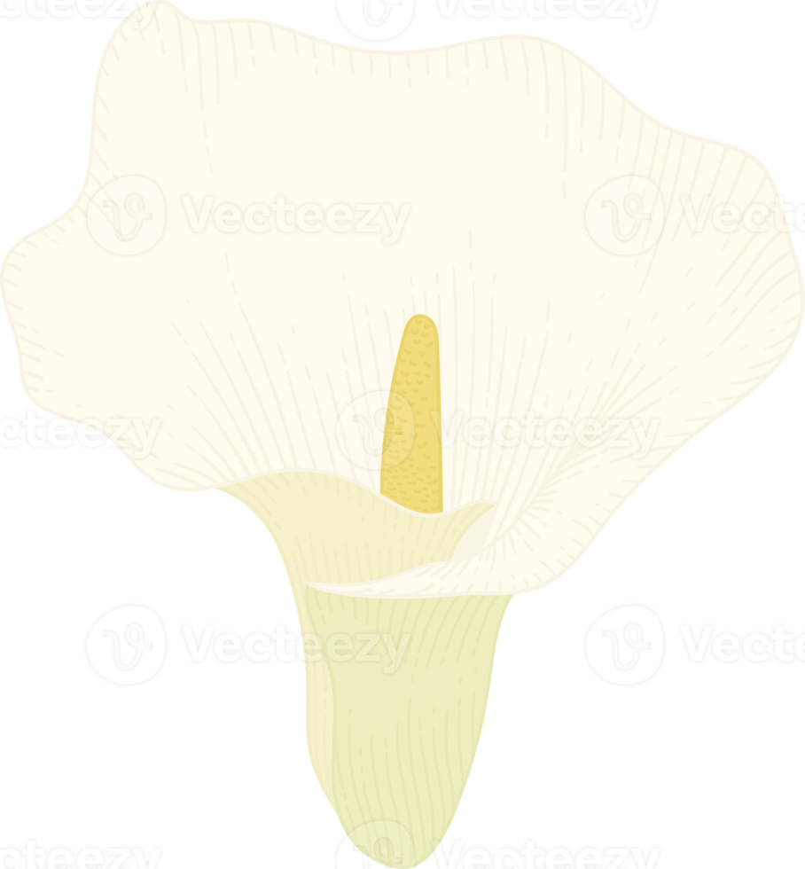 White calla lily flower hand drawn illustration. png