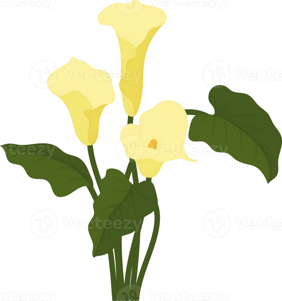 gelbe calla-lilie blume hand gezeichnete illustration. png