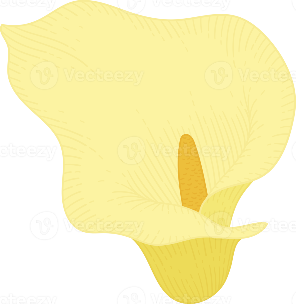 illustrazione disegnata a mano del fiore del giglio di calla giallo. png