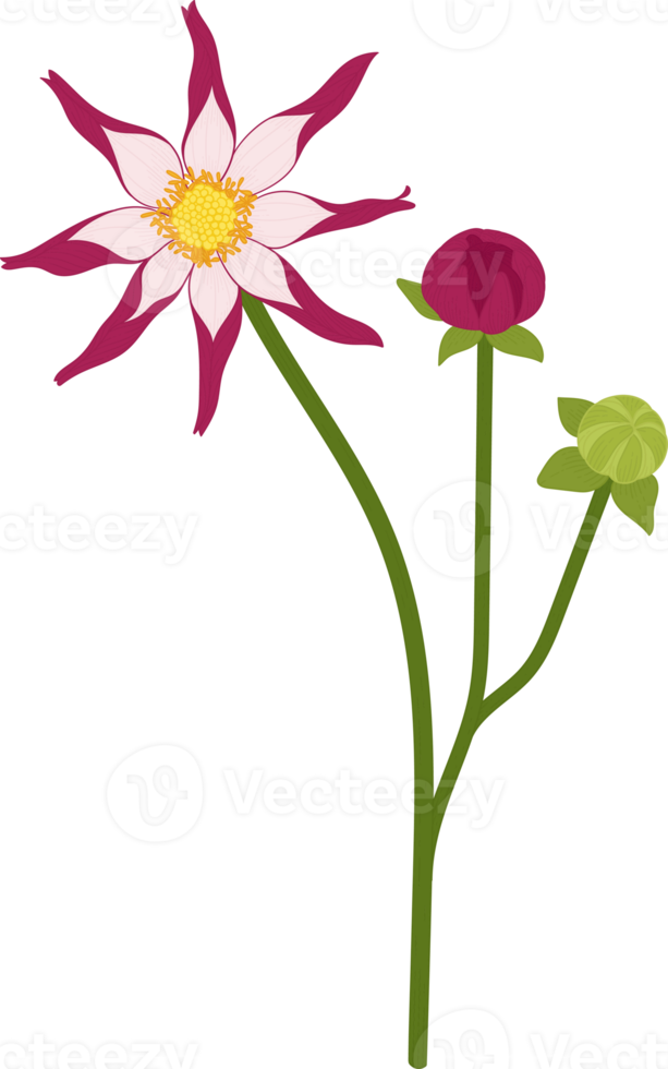 rosa dahlia blomma handritad illustration. png