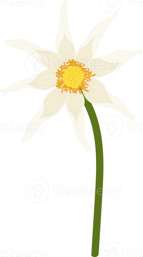 White dahlia flower hand drawn illustration. png