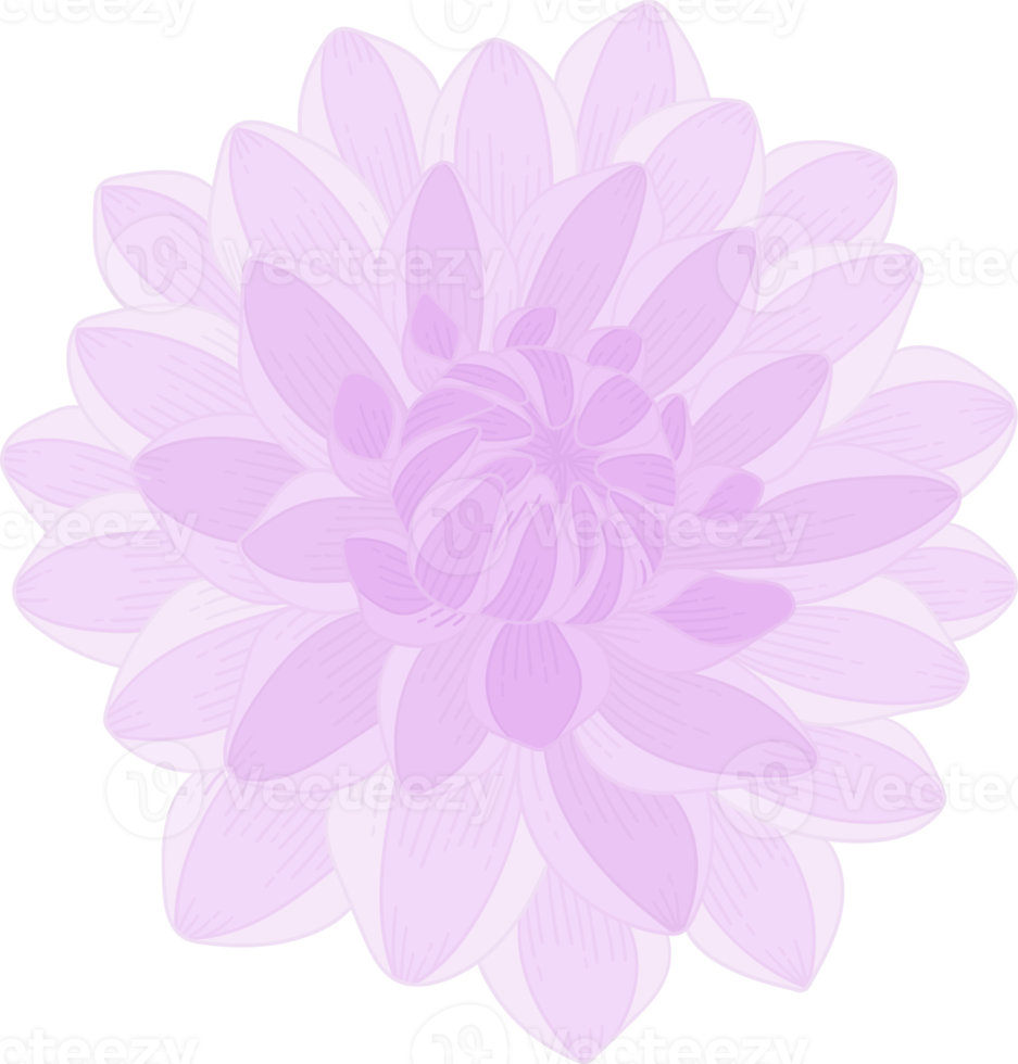 illustration dessinée à la main de fleur de dahlia violet. png