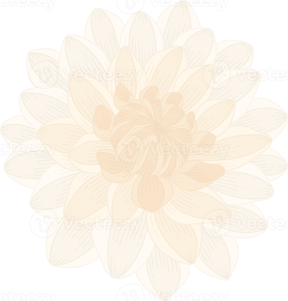 ilustração desenhada de mão flor dália branca. png