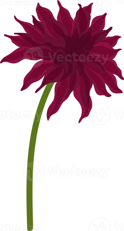 Dark pink dahlia flower hand drawn illustration. png