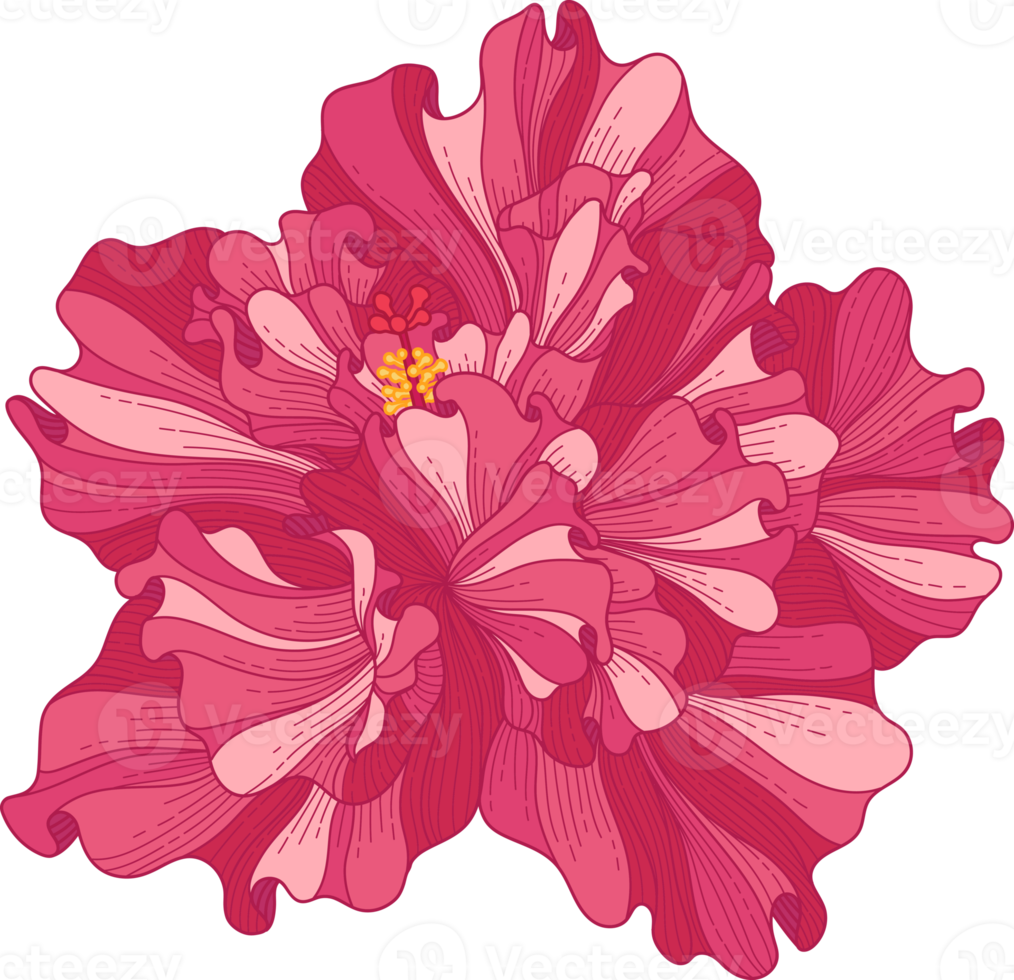 flor tropical de hibisco rosa dibujada a mano png