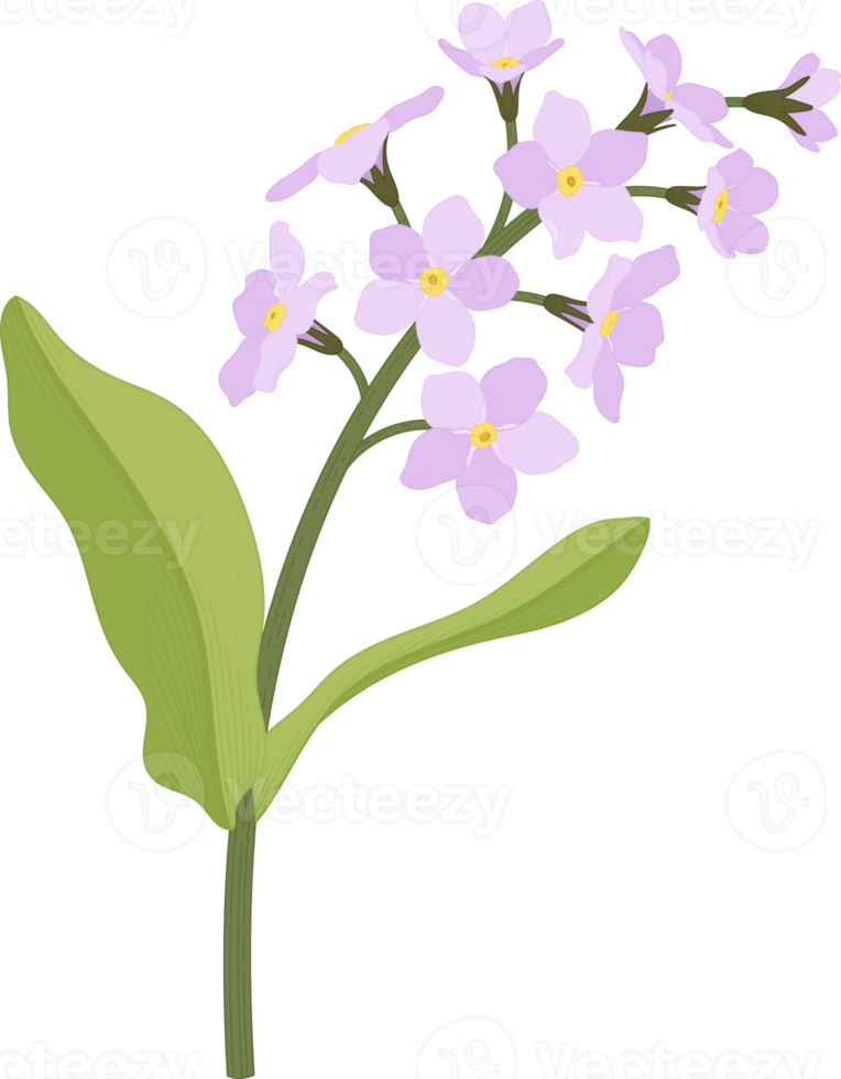 Pink me not flower hand drawn illustration. 10173821 PNG