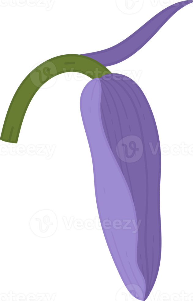 blåklocka blomma handritad illustration. png