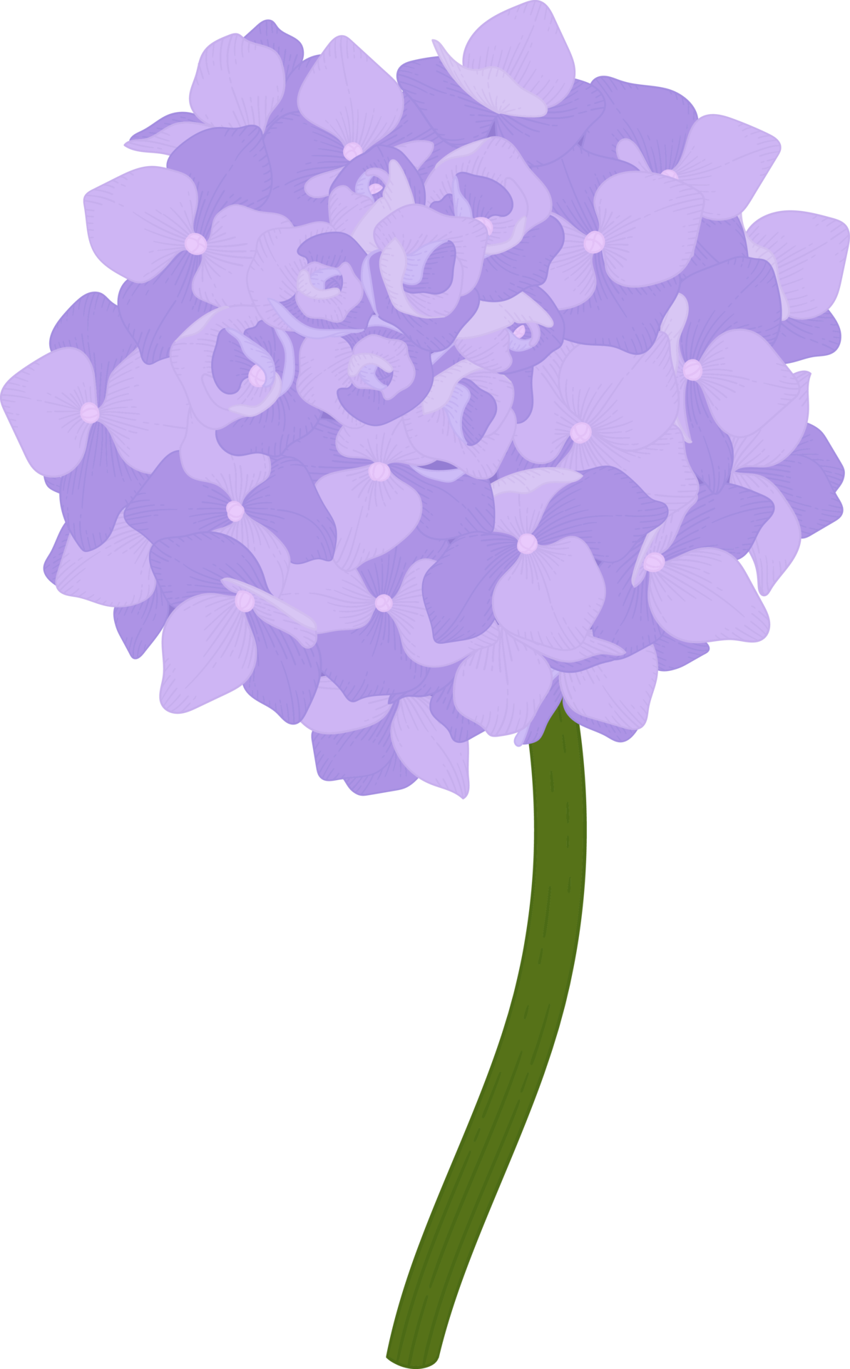 Purple hydrangea flower illustration. 10173836 PNG
