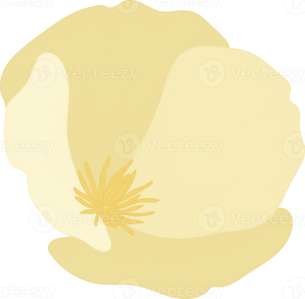 vit Kalifornien vallmo blomma handritad illustration. png