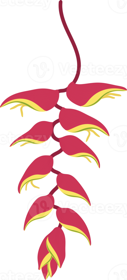 Red Heliconia flower hand drawn illustration. png