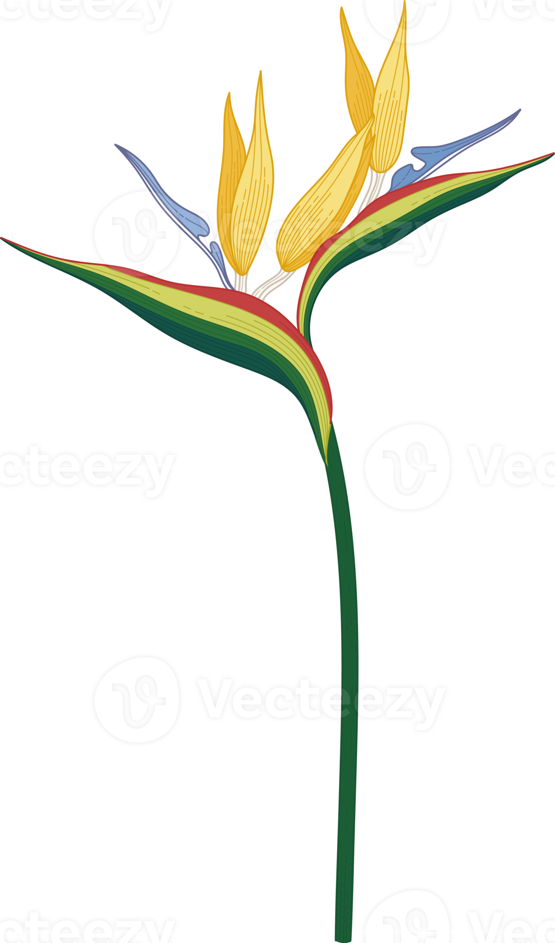 Bird of paradise flower hand drawn illustration. 10173849 PNG