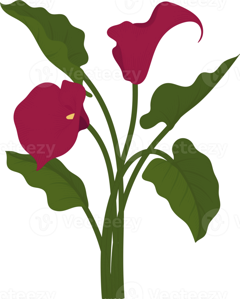 illustrazione disegnata a mano del fiore del giglio di calla rosso. png