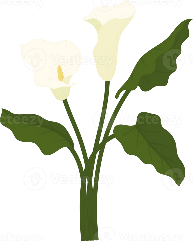 vit calla lilja blomma handritad illustration. png