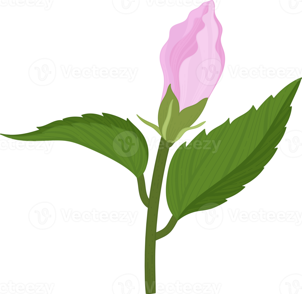 rosa hibiskusblüte handgezeichnete illustration. png