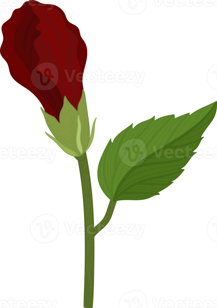 röd hibiskus blomma handritad illustration. png