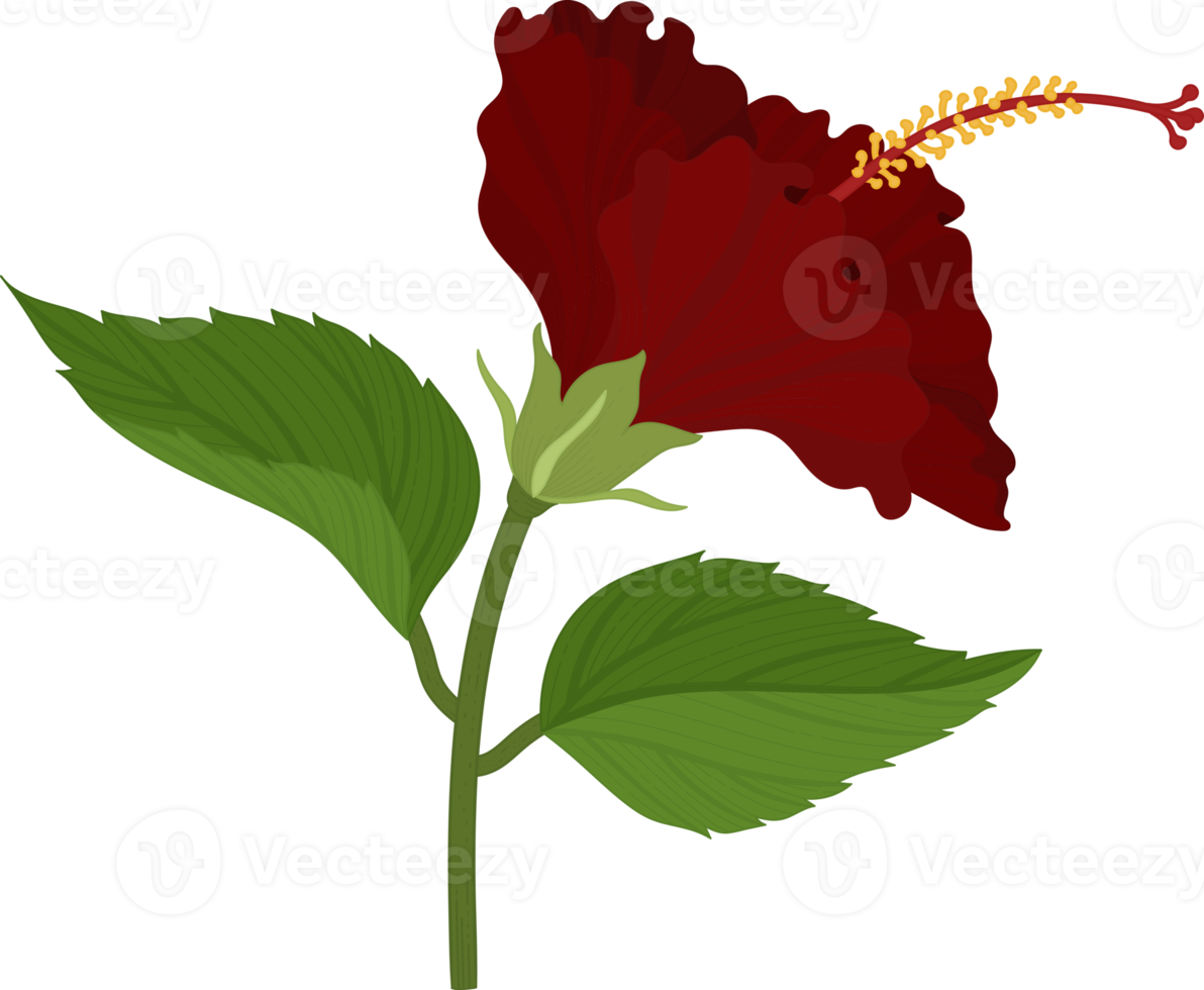 rode hibiscus bloem hand getekende illustratie. png