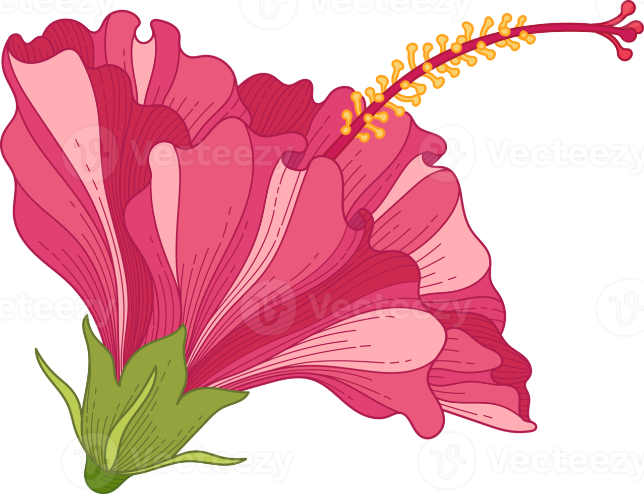 Free flor tropical de hibisco rosa dibujada a mano 10173877 PNG with  Transparent Background