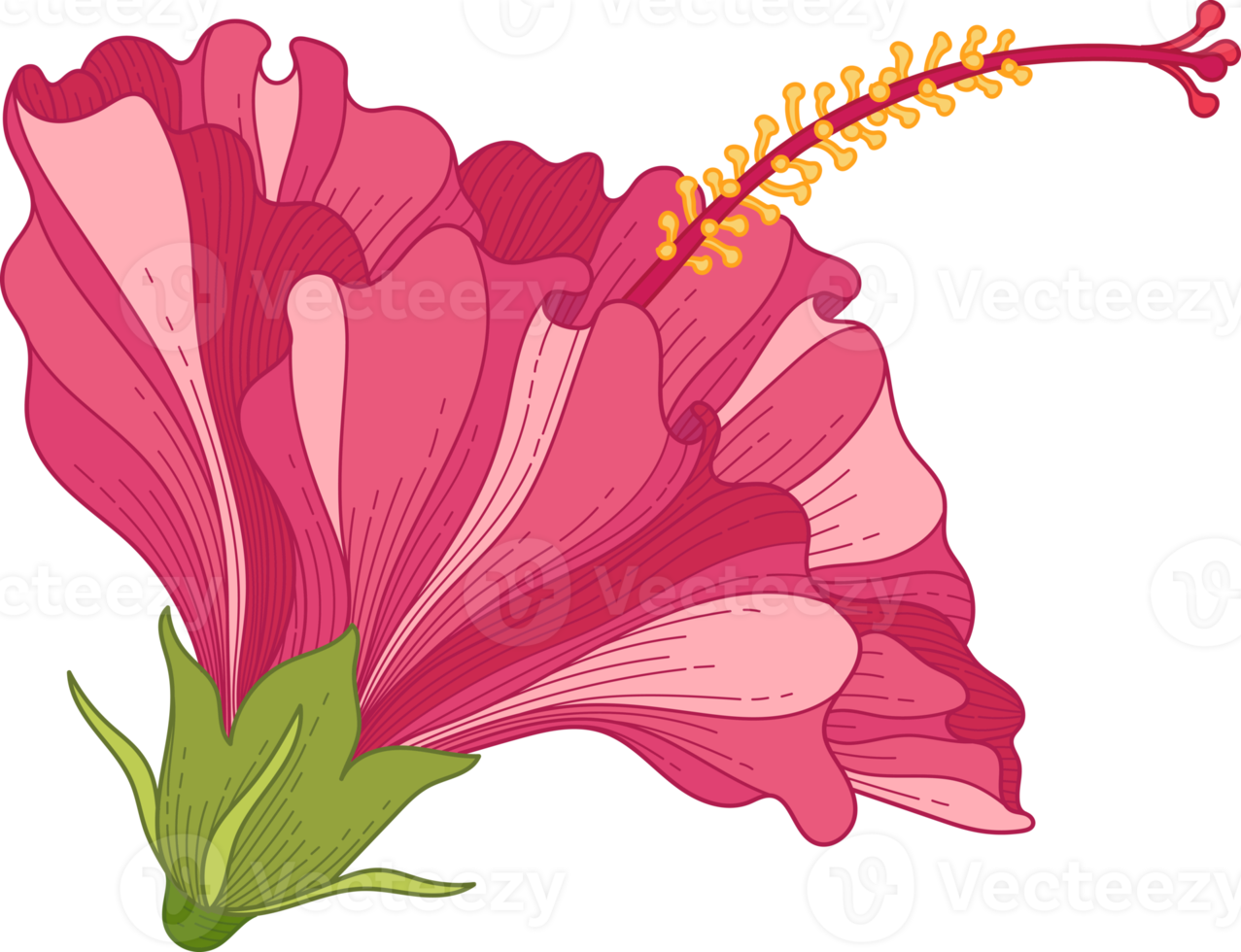 hand-drawn-pink-hibiscus-tropical-flower-10173877-png