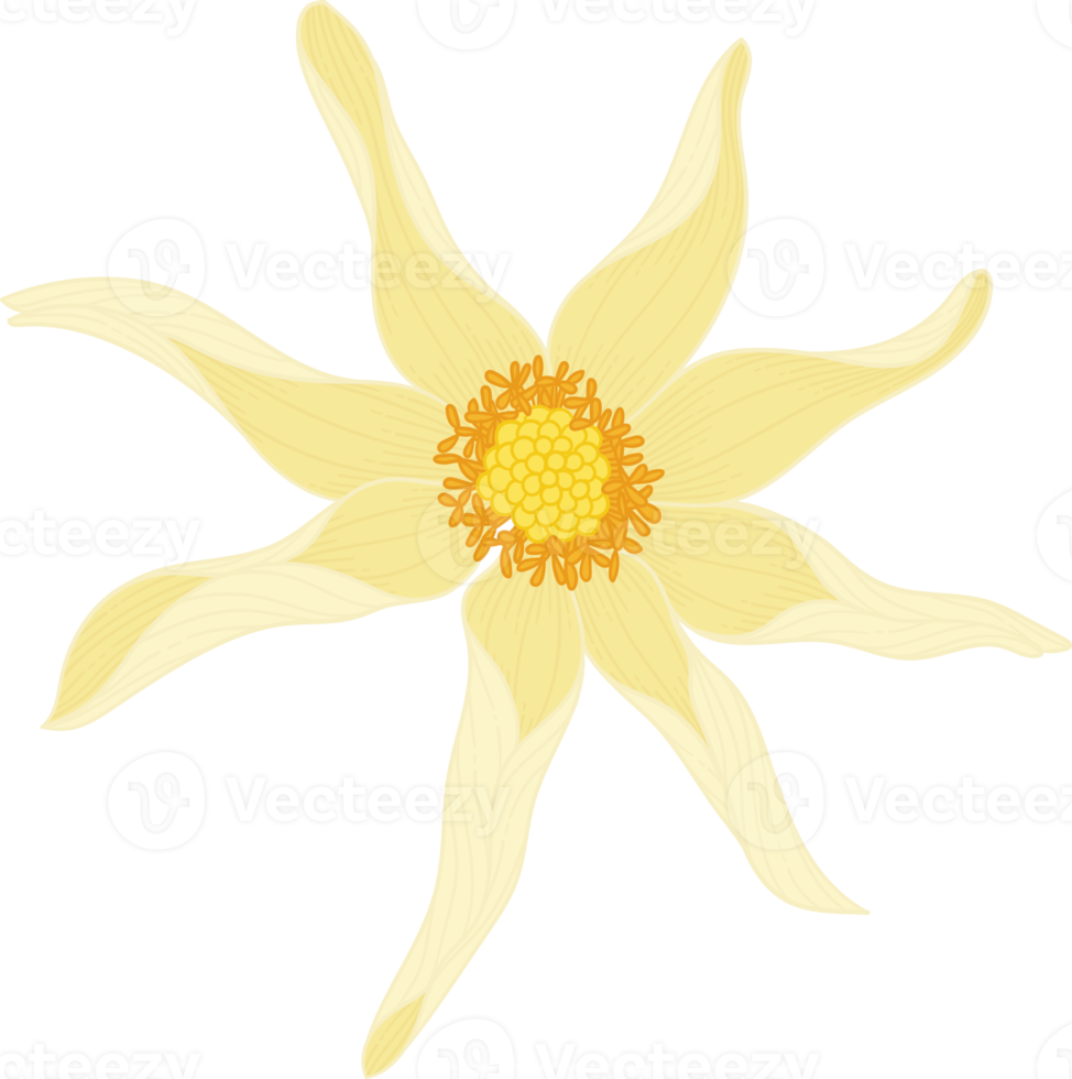 Yellow dahlia flower hand drawn illustration. png