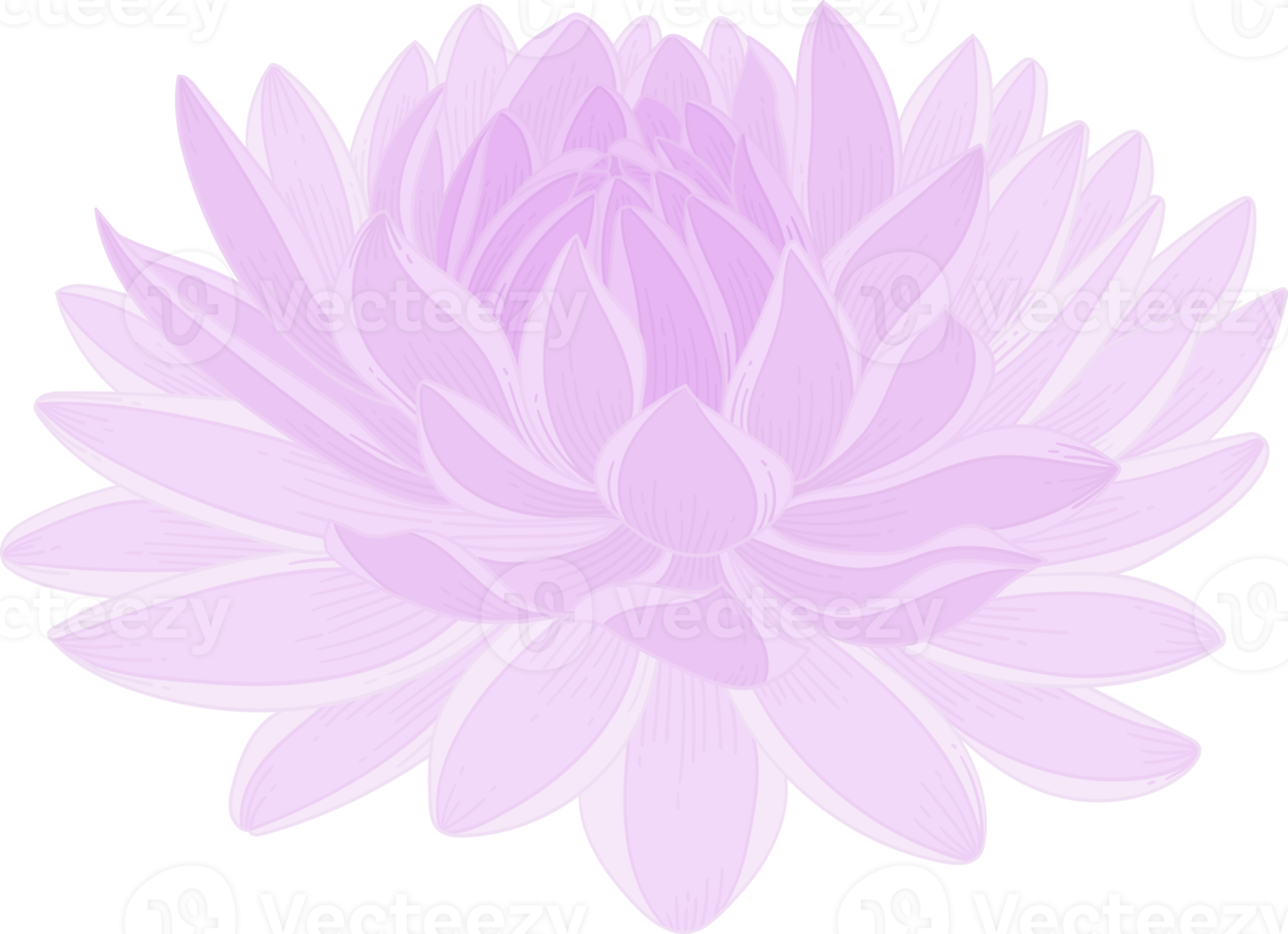 illustration dessinée à la main de fleur de dahlia violet. png