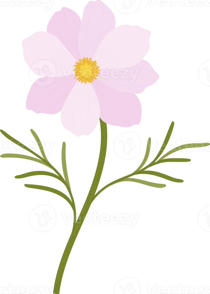 rosa kosmosblume handgezeichnete illustration. png