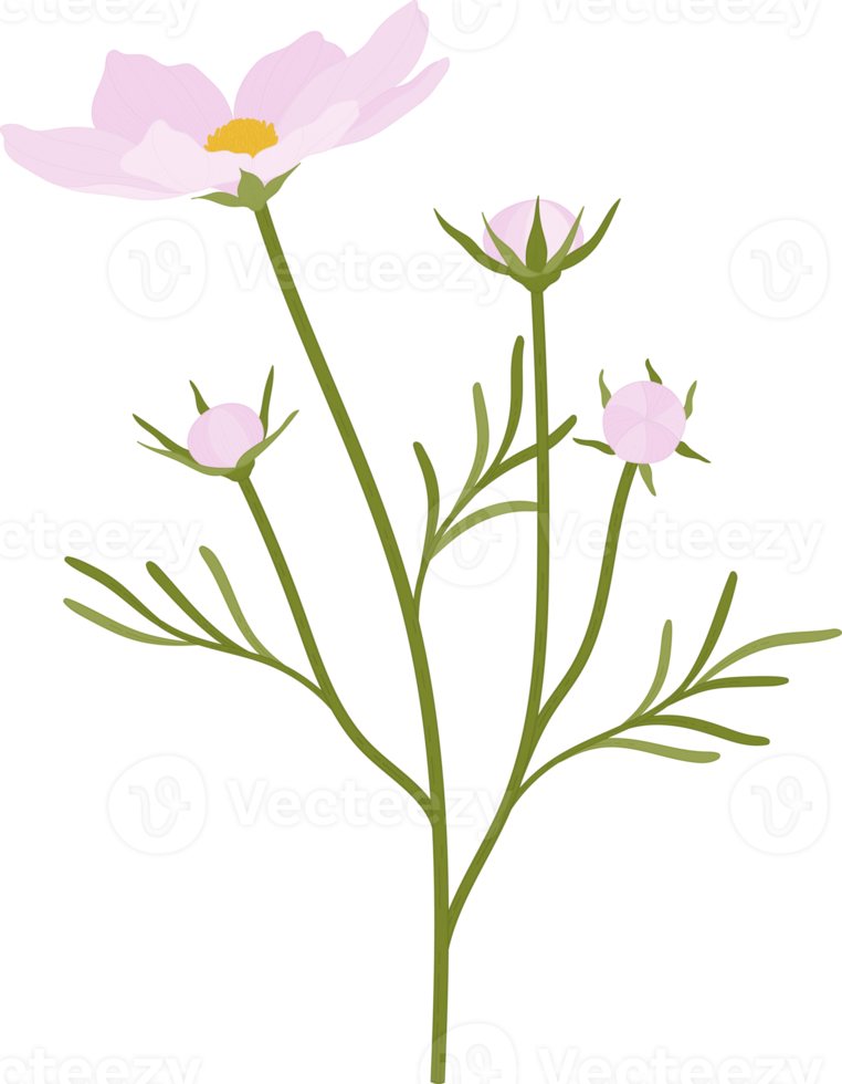 illustrazione disegnata a mano del fiore rosa dell'universo. png