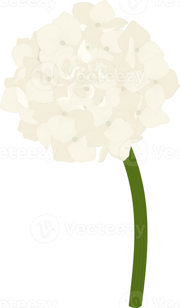 White hydrangea flower illustration. png