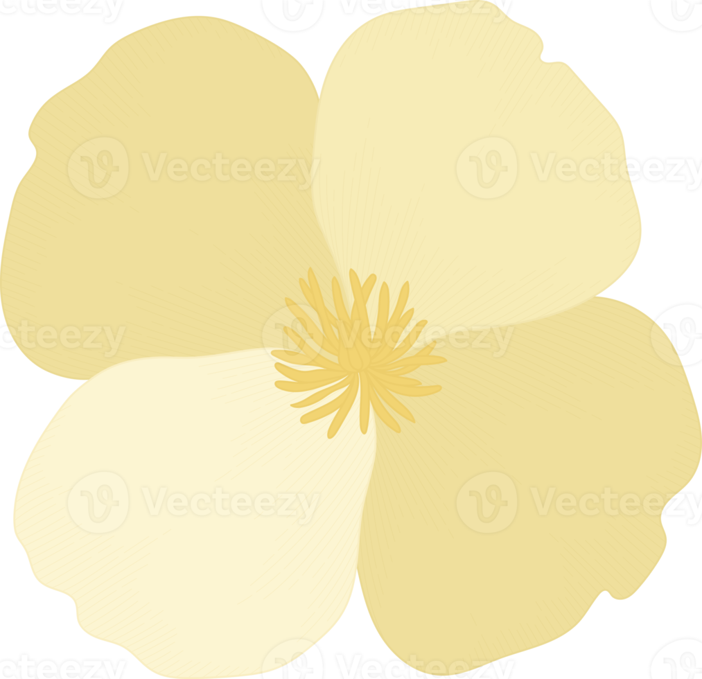 White california poppy flower hand drawn illustration. png