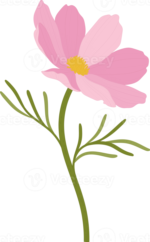 Pink cosmos flower hand drawn illustration. png