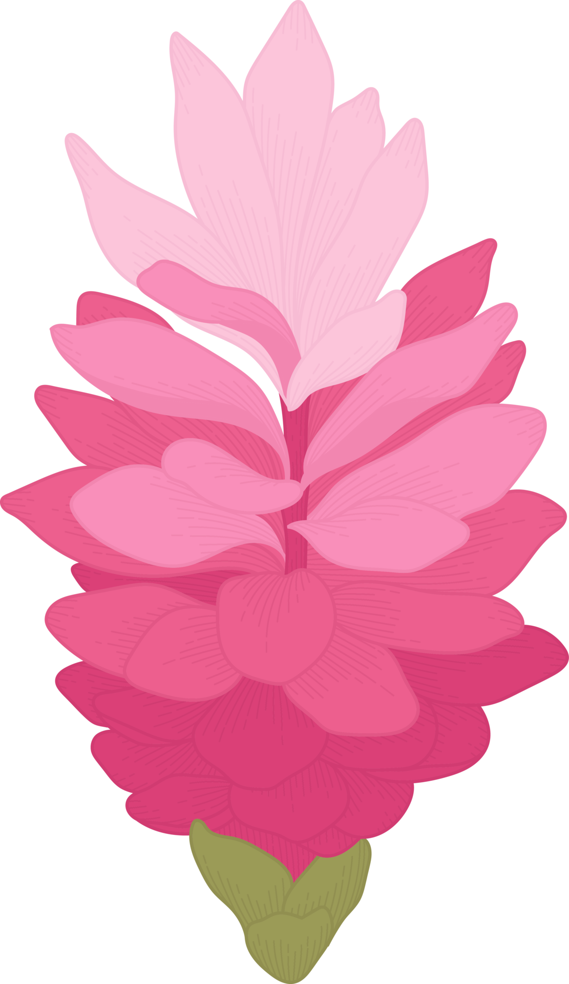 Pink ginger flower hand drawn illustration. 10173962 PNG