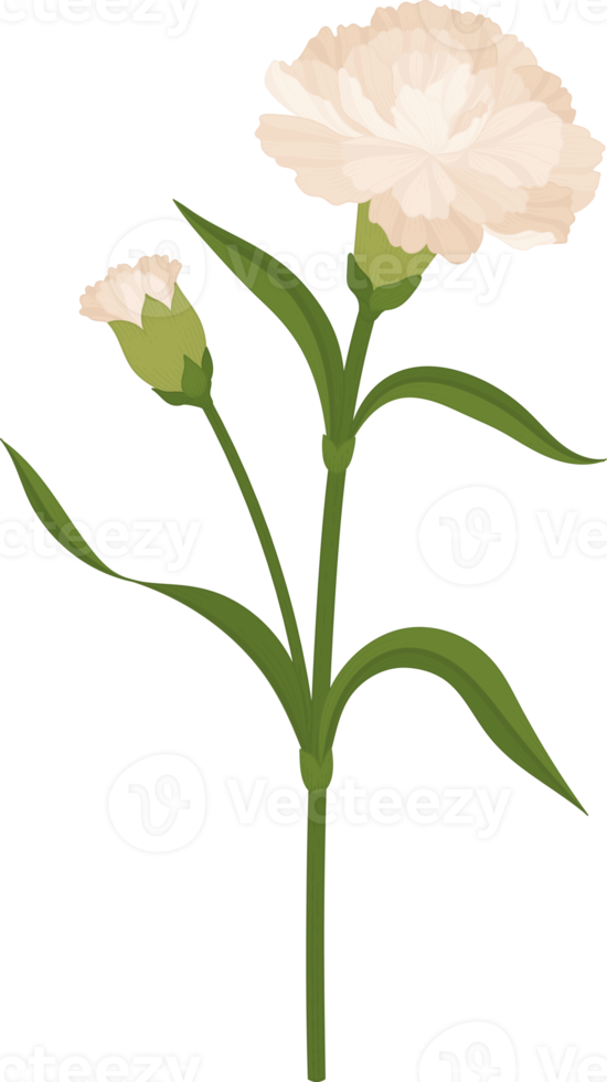 white carnation flower hand drawn illustration. 10173965 PNG
