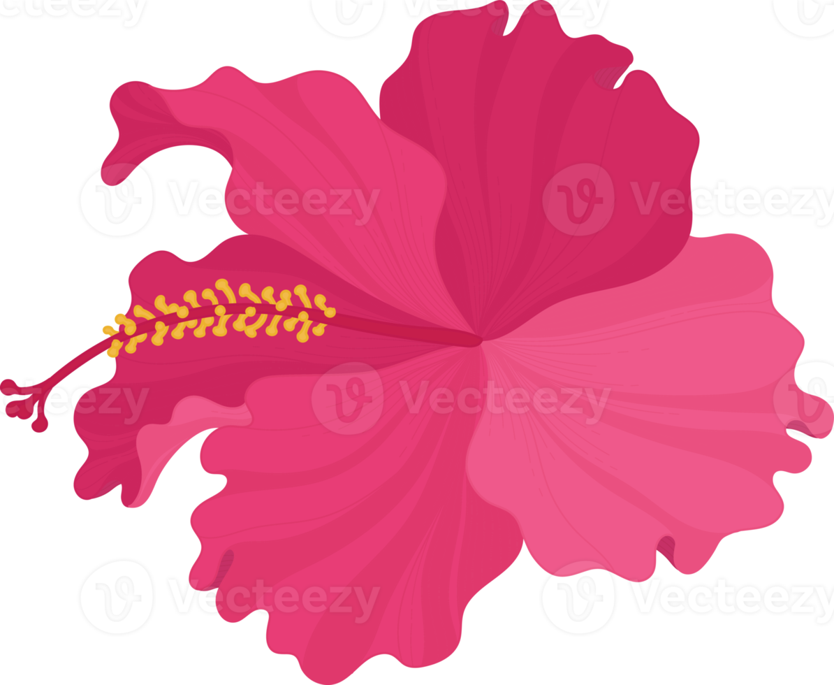 Pink Hibiscus flower hand drawn illustration. png