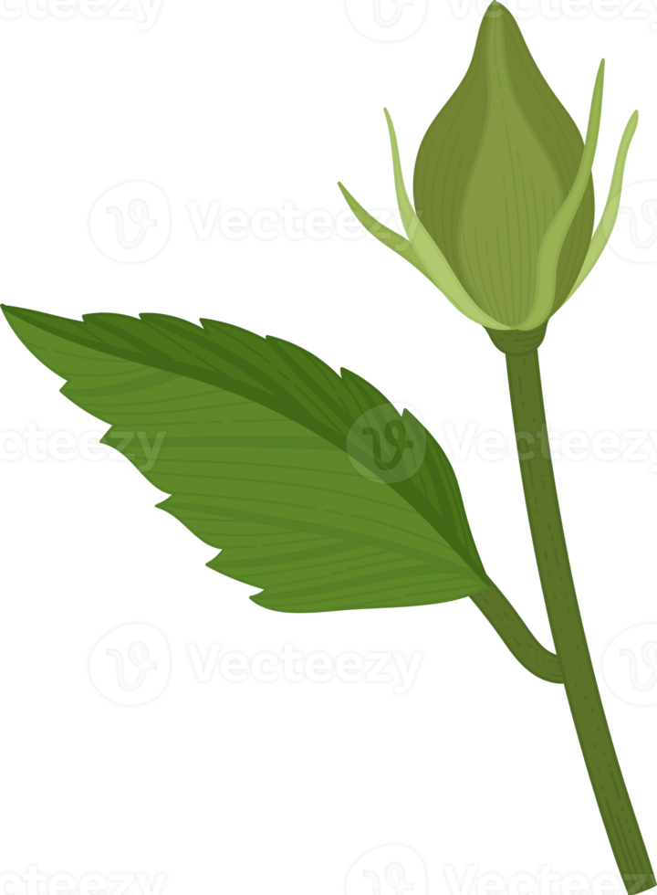 ilustración de dibujado a mano de flor de hibisco. png