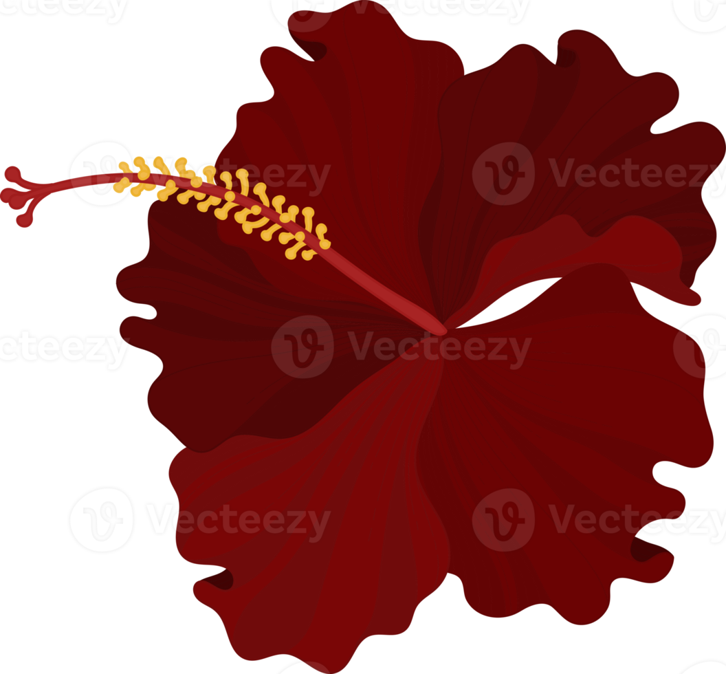 rote hibiskusblüte handgezeichnete illustration. png