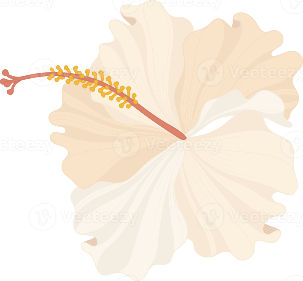 White Hibiscus flower hand drawn illustration. png