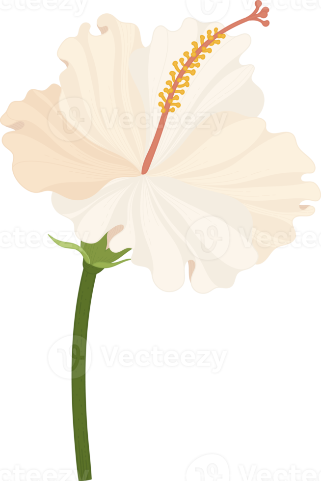 White Hibiscus flower hand drawn illustration. png