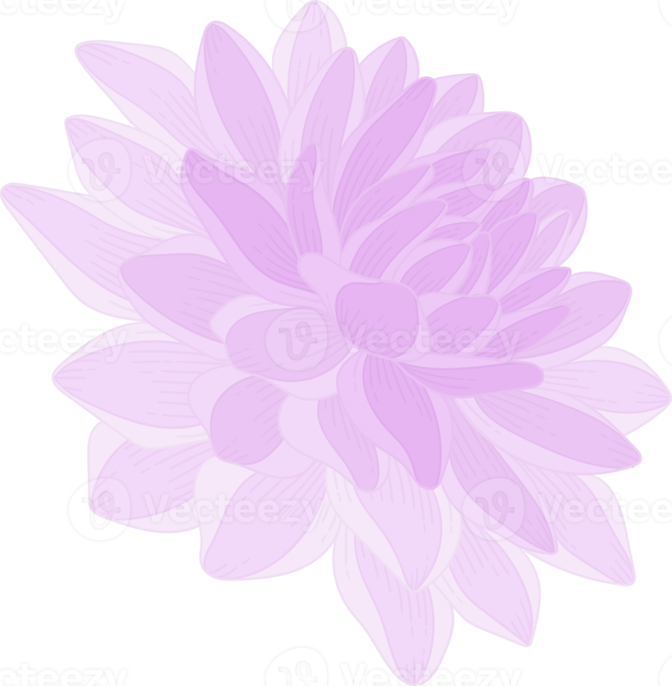 ilustración de dibujado a mano de flor de dalia púrpura. png