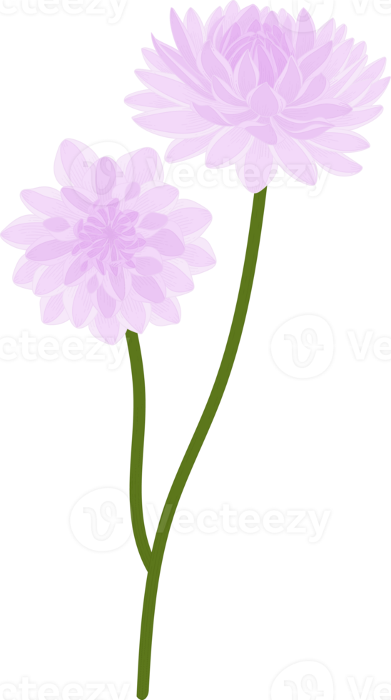 illustrazione disegnata a mano del fiore della dalia viola. png