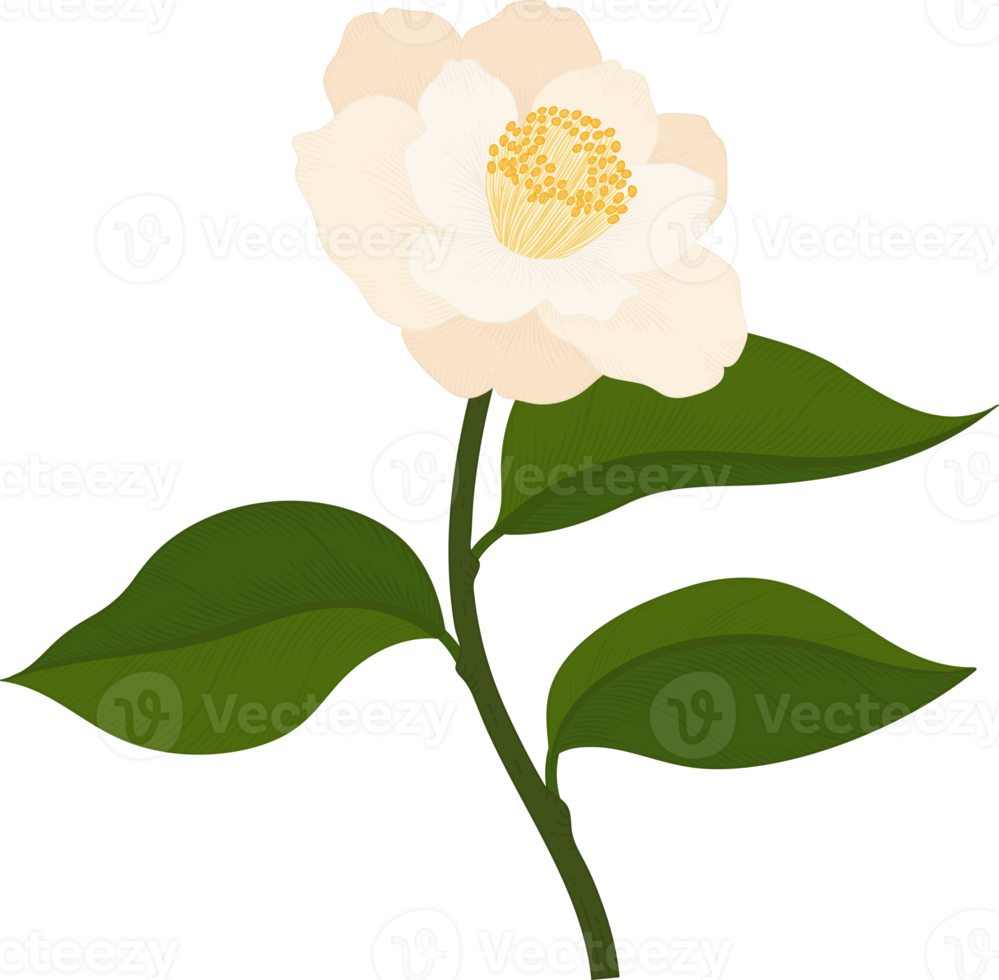 White camellia flower hand drawn illustration. png