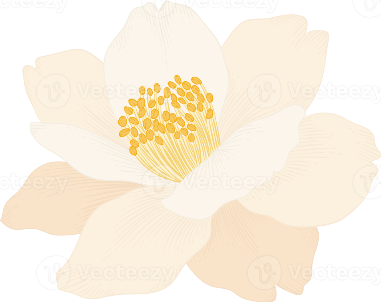 White camellia flower hand drawn illustration. png