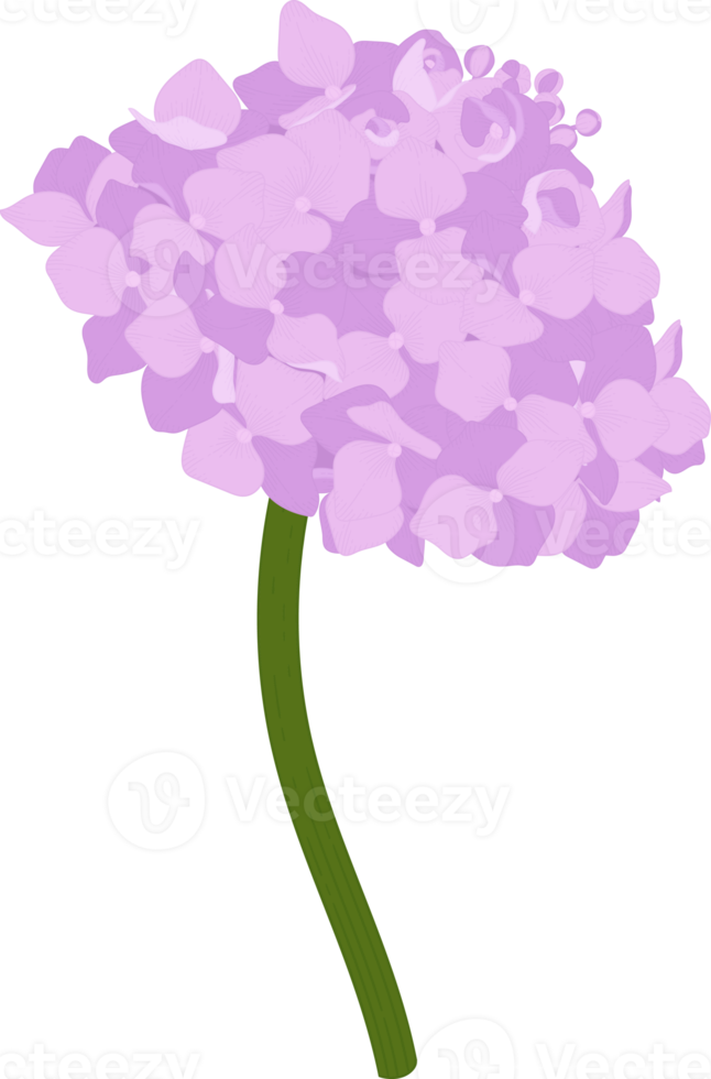 Pink hydrangea flower illustration. png